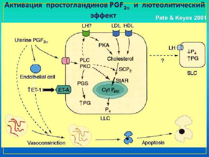  Активация простогландинов PGF 2 a и лютеолитический эффект Pate & Keyes 2001 