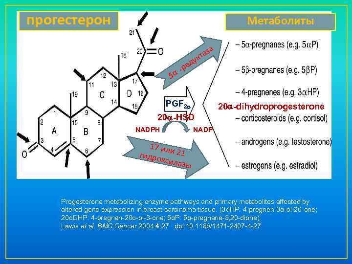 прогестерон Метаболиты а таз к 5α у ед -р PGF 2 a 20 a-dihydroprogesterone