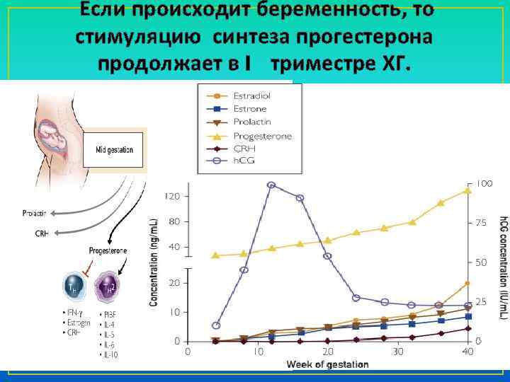  Если происходит беременность, то стимуляцию синтеза прогестерона продолжает в I триместре ХГ. 