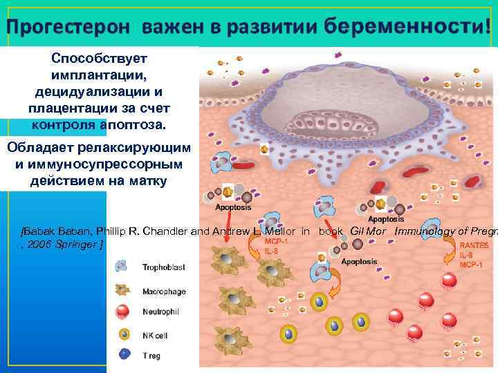 Прогестерон важен в развитии беременности! Способствует имплантации, децидуализации и плацентации за счет контроля апоптоза.