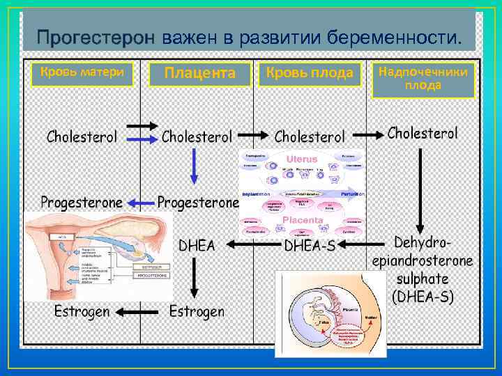 Прогестерон важен в развитии беременности. Кровь матери Плацента Кровь плода Надпочечники плода 