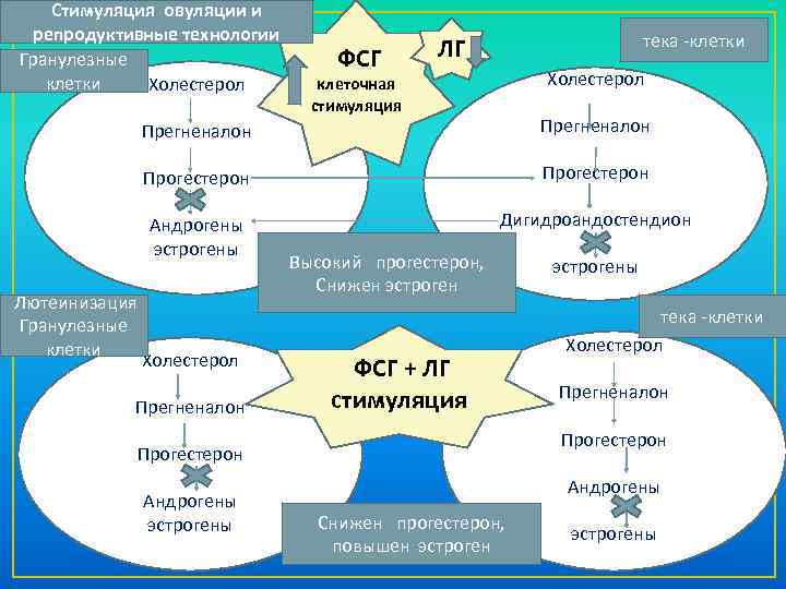 Стимуляция овуляции и репродуктивные технологии Гранулезные клетки Холестерол ФСГ тека -клетки ЛГ Холестерол клеточная