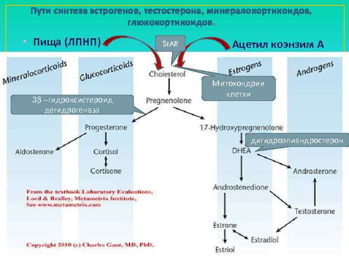 Пути синтеза эстрогенов, тестостерона, минералокортикоидов, глюкокортикоидов. • Пища (ЛПНП) 3β –гидроксистероид дегидрогеназа St. AR