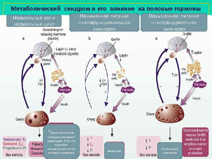 Метаболический синдром и его влияние на половые гормоны Нормальный вес и нормальный цикл Пониженное