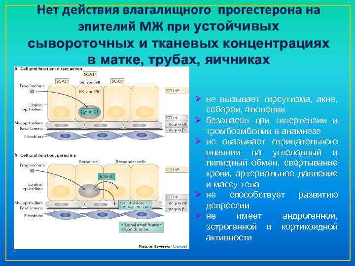 Нет действия влагалищного прогестерона на эпителий МЖ при устойчивых сывороточных и тканевых концентрациях в