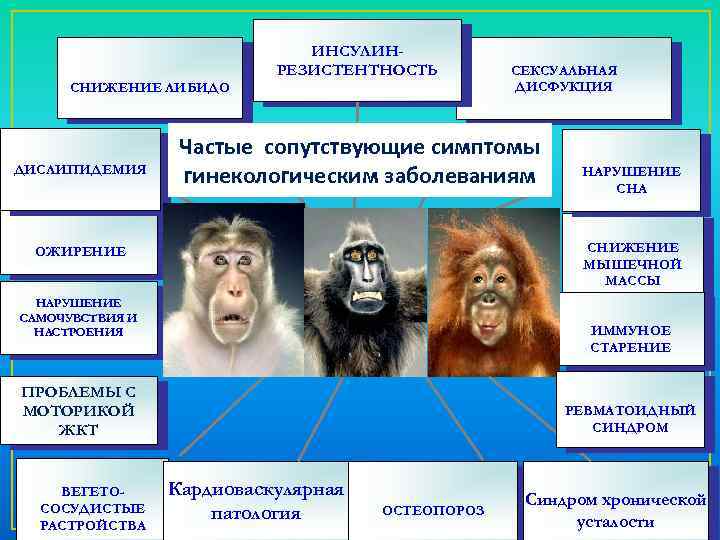 ИНСУЛИНРЕЗИСТЕНТНОСТЬ СНИЖЕНИЕ ЛИБИДО ДИСЛИПИДЕМИЯ Частые сопутствующие симптомы гинекологическим заболеваниям НАРУШЕНИЕ СНА СНИЖЕНИЕ МЫШЕЧНОЙ МАССЫ