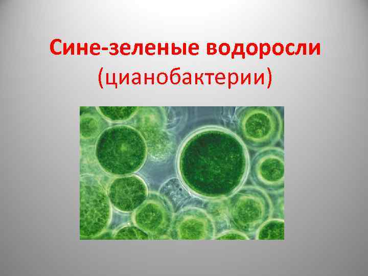 Почему бактерии вирусы одноклеточные водоросли. Синезелёные водоросли цианобактерии. Цианобактерии одноклеточные водоросли. Цианобактерии сине-зеленые водоросли. Цианобактерии пластиды.