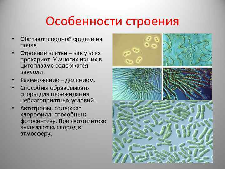 Водоросли прокариоты