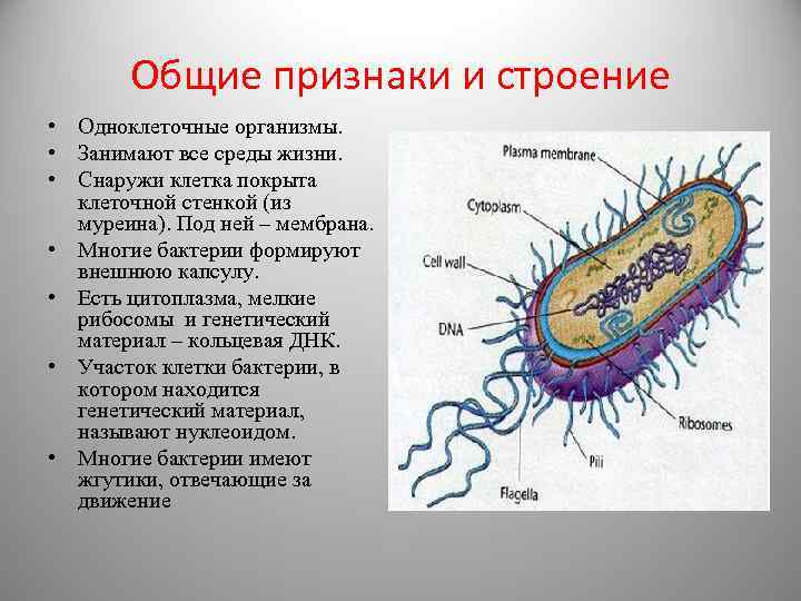 Общие признаки и строение • Одноклеточные организмы. • Занимают все среды жизни. • Снаружи