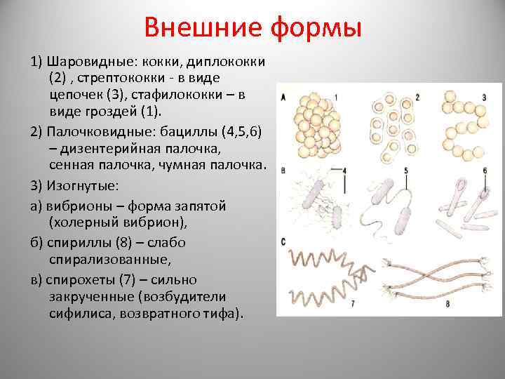 В виде цепочки располагаются