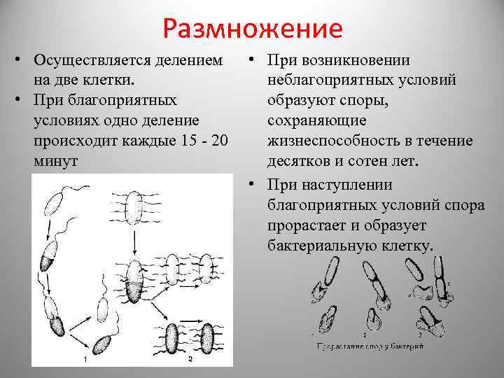 Размножение осуществляется. Как размножаются бактерии 5 класс биология. Как размножаются бактерии кратко 5 класс. С какой скоростью размножаются бактерии. Размножение делением как происходит.