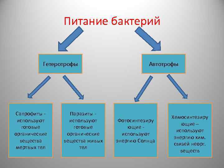 Питание бактерий Гетеротрофы Сапрофиты используют готовые органические вещества мертвых тел Паразиты используют готовые органические