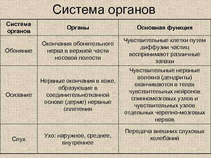 Система органов Органы Основная функция Обоняние Окончания обонятельного нерва в верхней части носовой полости