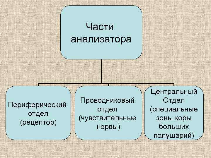 Части анализатора Периферический отдел (рецептор) Проводниковый отдел (чувствительные нервы) Центральный Отдел (специальные зоны коры