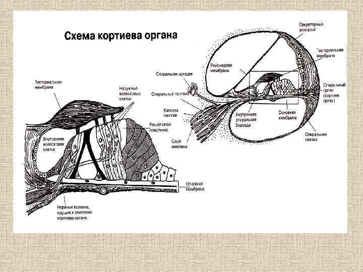 Волосковые клетки кортиева органа. Строение Кортиева органа гистология схема. Наружные опорные клетки Кортиева органа. Схема Кортиева органа гистология. Базилярная мембрана Кортиева органа.