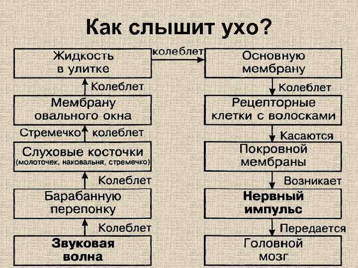Как слышит ухо? 