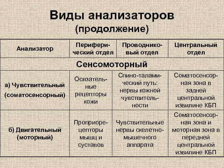 Виды анализаторов (продолжение) Анализатор Периферический отдел Проводниковый отдел Центральный отдел Сенсомоторный а) Чувствительный (соматосенсорный)