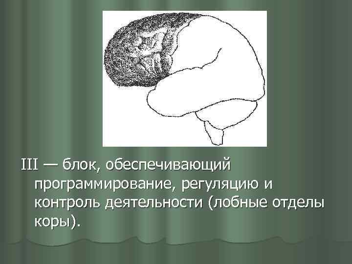 III — блок, обеспечивающий программирование, регуляцию и контроль деятельности (лобные отделы коры). 