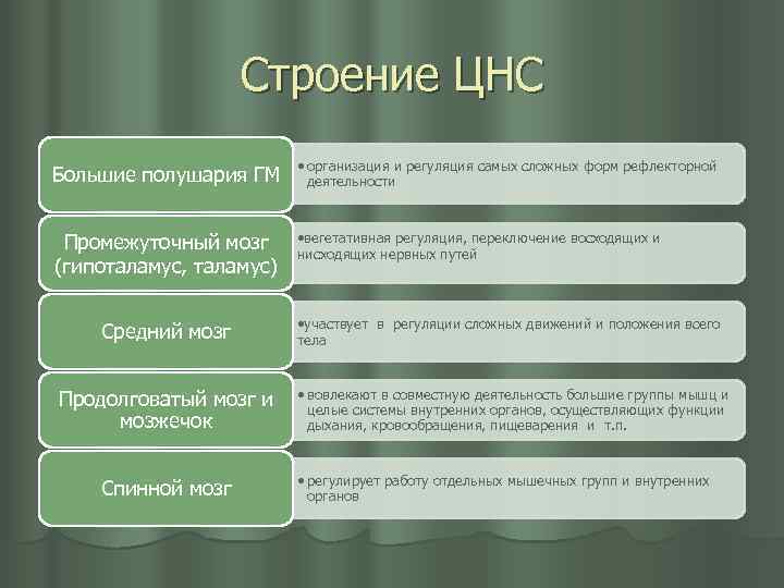 Строение ЦНС Большие полушария ГМ • организация и регуляция самых сложных форм рефлекторной деятельности
