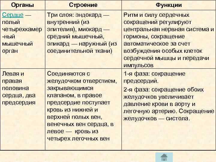 Органы Строение Функции Сердце — полый четырехкамер -ный мышечный орган Три слоя: эндокард —