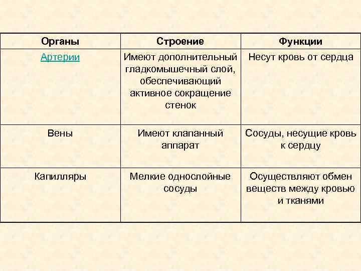 Органы Строение Функции Артерии Имеют дополнительный гладкомышечный слой, обеспечивающий активное сокращение стенок Несут кровь