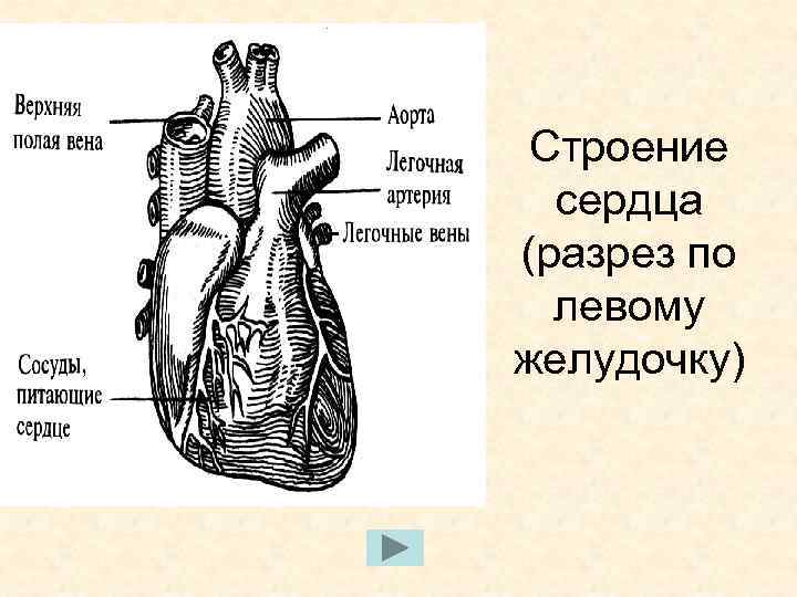 Строение сердца (разрез по левому желудочку) 