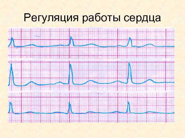 Регуляция работы сердца 