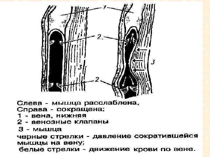 Клапаны вен рисунок. Схема действия венозных клапанов. Строение венозных клапанов. Схема действия венозных клапанов рисунок. Действие венозных клапанов.