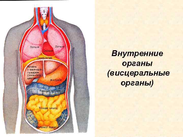 Существуют системы органов. Висцеральные органы. Висцеральные системы организма это. Висцеральный это в анатомии. Висцеральная система человека анатомия.