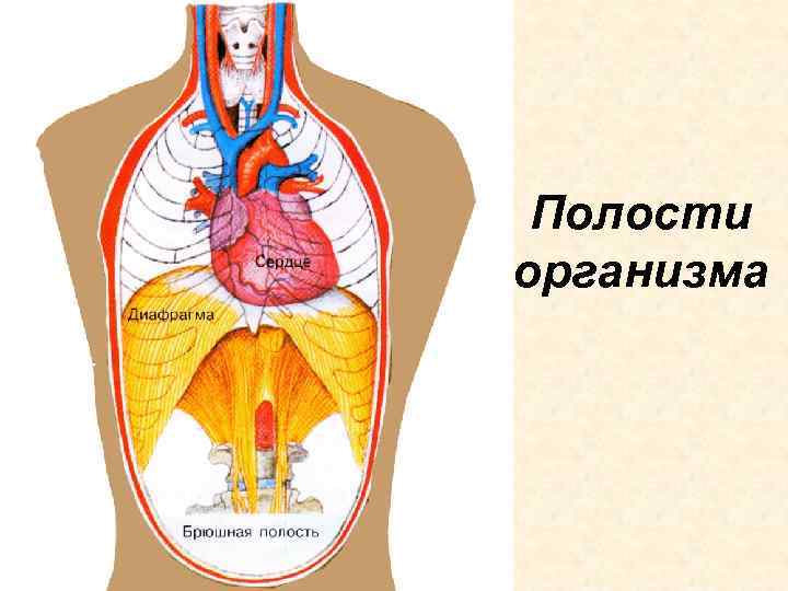 Органы полости тела человека