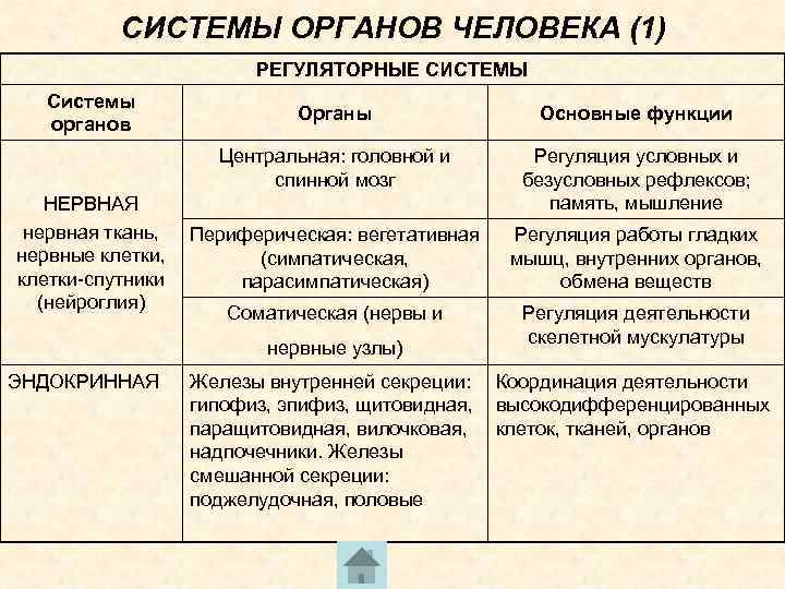 СИСТЕМЫ ОРГАНОВ ЧЕЛОВЕКА (1) РЕГУЛЯТОРНЫЕ СИСТЕМЫ Системы органов Основные функции Центральная: головной и спинной