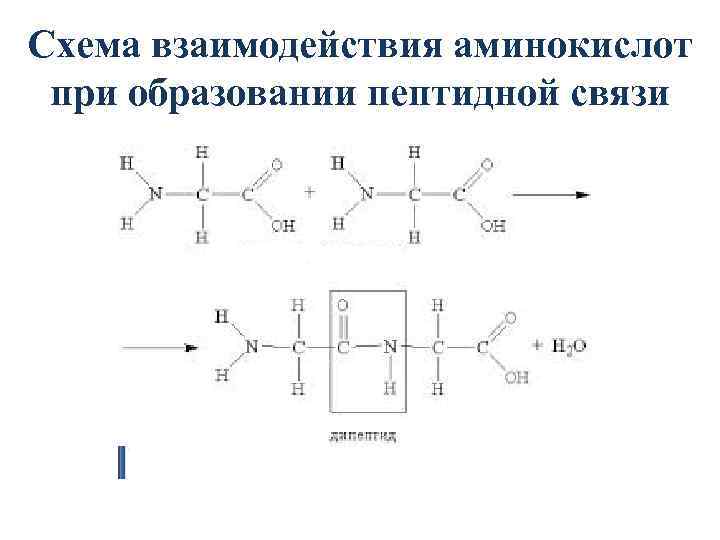 Изменяемыми частями аминокислоты являются