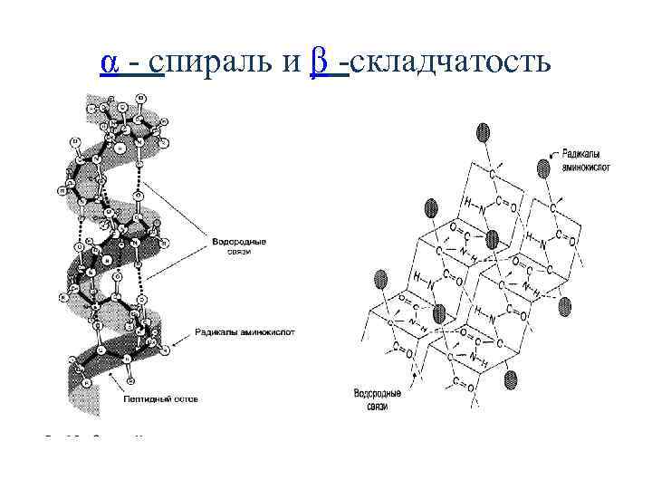 Мономер белка а аминокислота б. Альфа спираль и бета складчатость. Α-спиральные тяжи белка. Альфа спираль и бета складчатость картинки. Лобулярные α-спиральные ,tkrb.