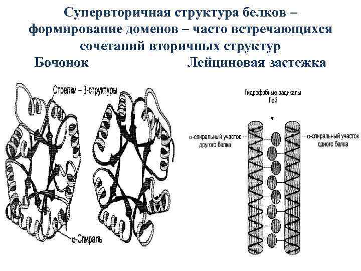 Формирования белка