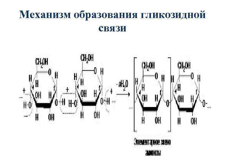 Механизм образования гликозидной связи 