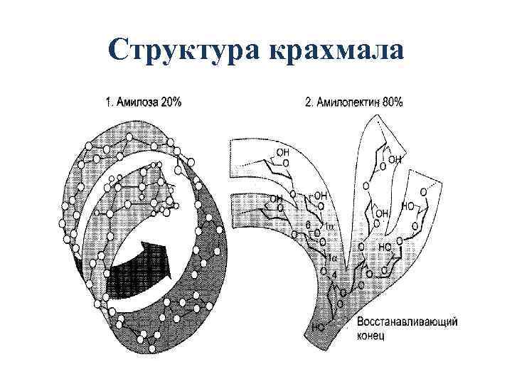 Структура крахмала 