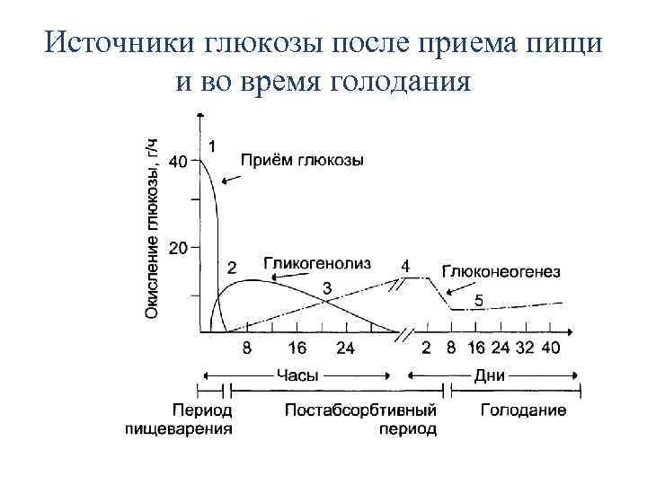 Источники глюкозы после приема пищи и во время голодания 