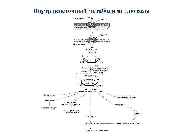 Внутриклеточный метаболизм глюкозы 