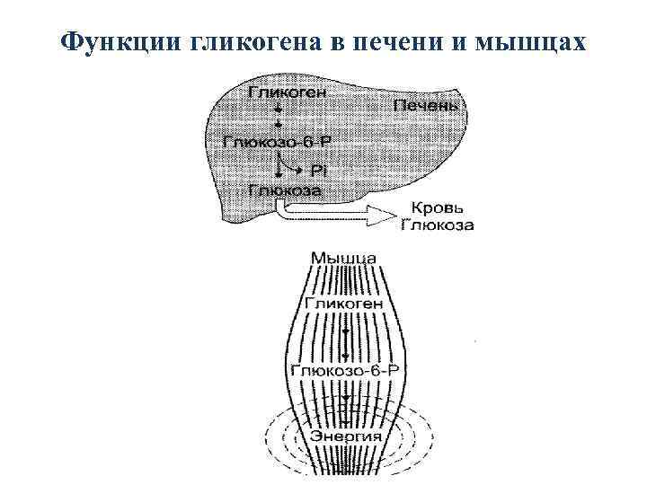Функции гликогена в печени и мышцах 