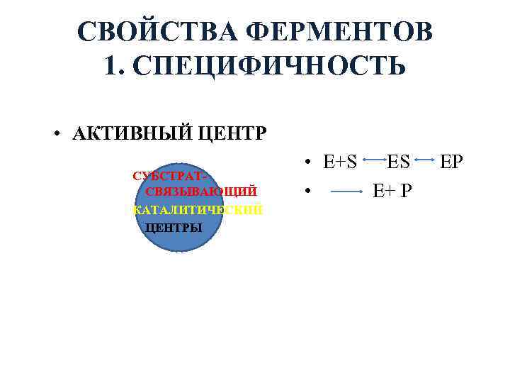 СВОЙСТВА ФЕРМЕНТОВ 1. СПЕЦИФИЧНОСТЬ • АКТИВНЫЙ ЦЕНТР СУБСТРАТСВЯЗЫВАЮЩИЙ КАТАЛИТИЧЕСКИЙ ЦЕНТРЫ • E+S ES •