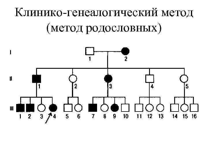 Клинико-генеалогический метод (метод родословных) 