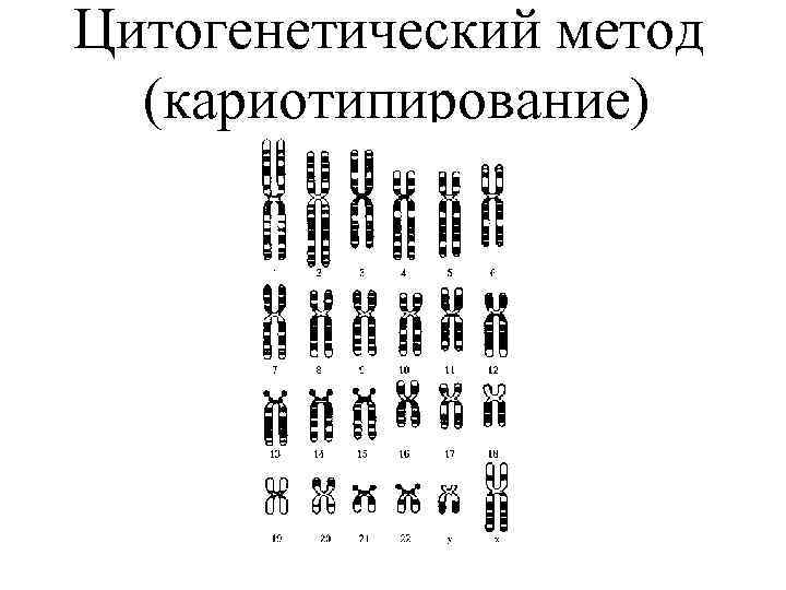 Цитогенетический метод (кариотипирование) 