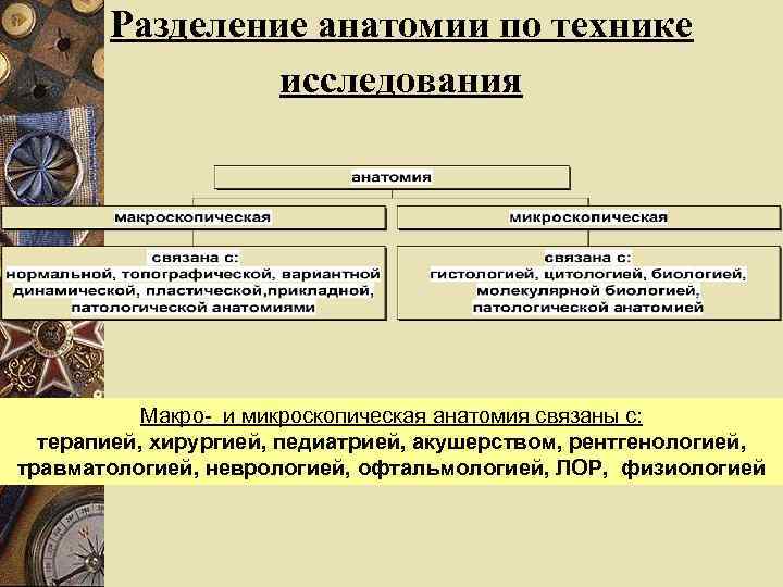 Разделение анатомии по технике исследования Макро- и микроскопическая анатомия связаны с: терапией, хирургией, педиатрией,