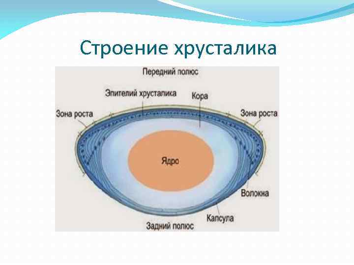 Строение хрусталика 