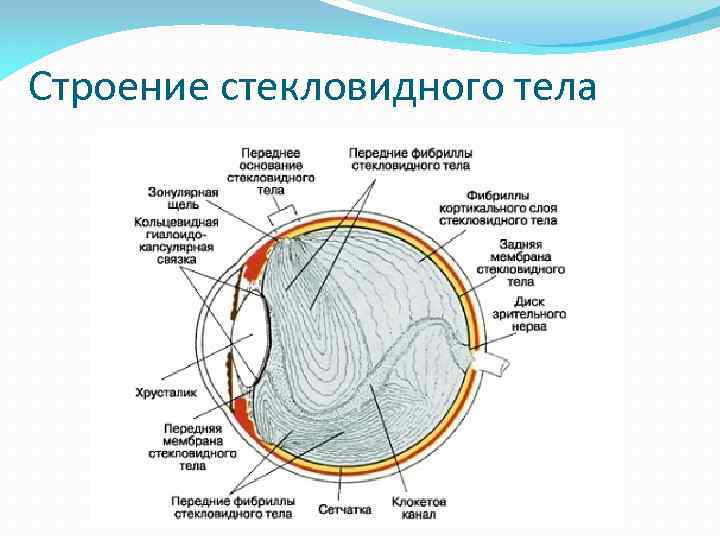 Строение стекловидного тела 