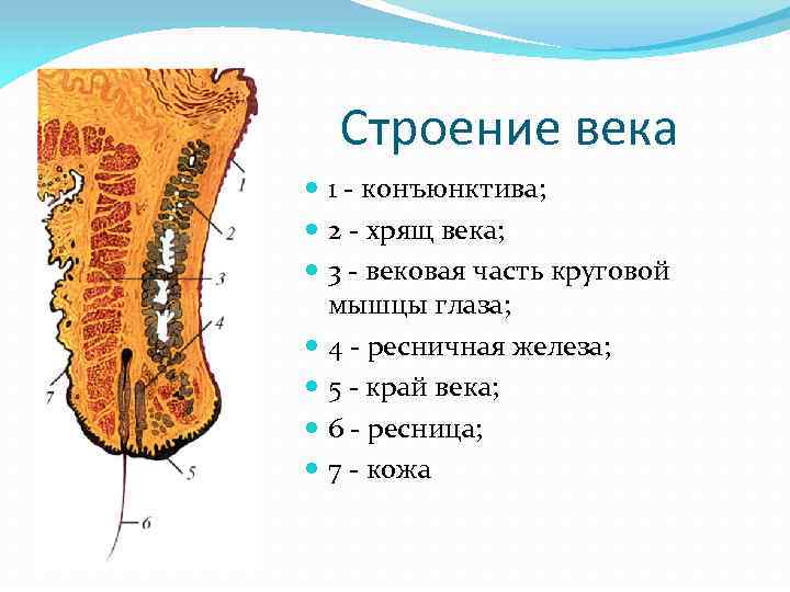 Строение века 1 - конъюнктива; 2 - хрящ века; 3 - вековая часть круговой