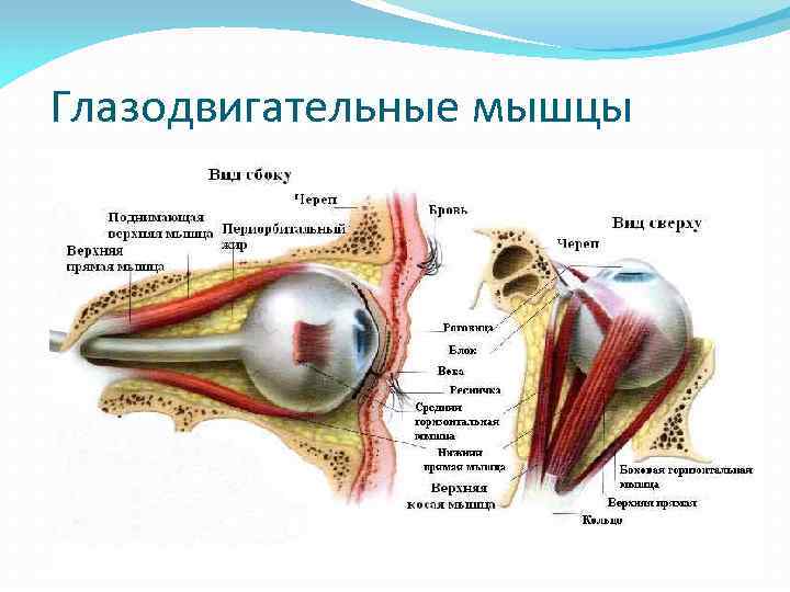 Глазодвигательные мышцы 