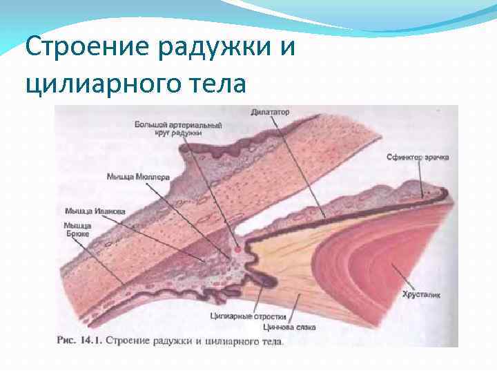 Строение радужки и цилиарного тела 