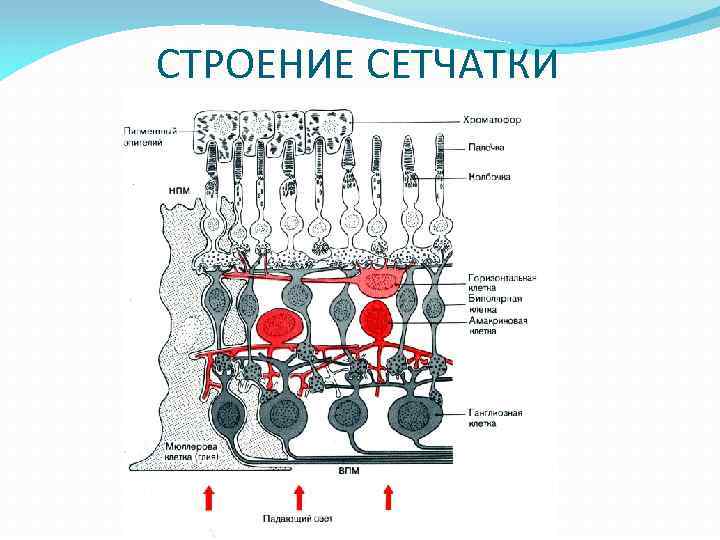 СТРОЕНИЕ СЕТЧАТКИ 