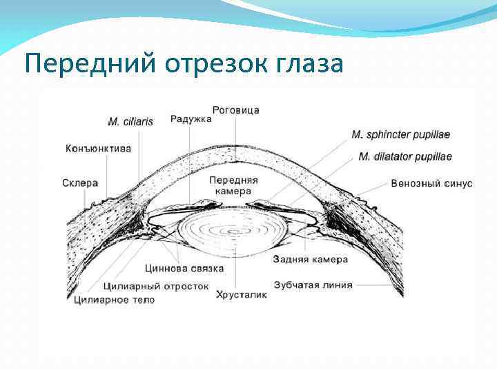 Передний отрезок глаза 